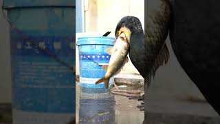 Can This Cormorant Swallow This Big Fish?