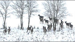 Олени убегают от машины || Red deer running away from the car