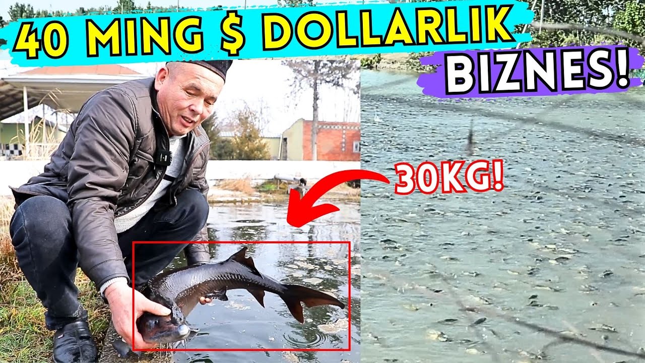 #2025 BALIQCHILIK SOXASI HAQIQATDAN HAM DAROMADLIMI? QANCHA DAROMAD TOPISH MUMKIN?