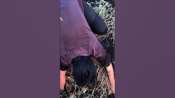 Fishing kích cá lóc đồng mùa gặt lúa bất ổn có full video ơi kên