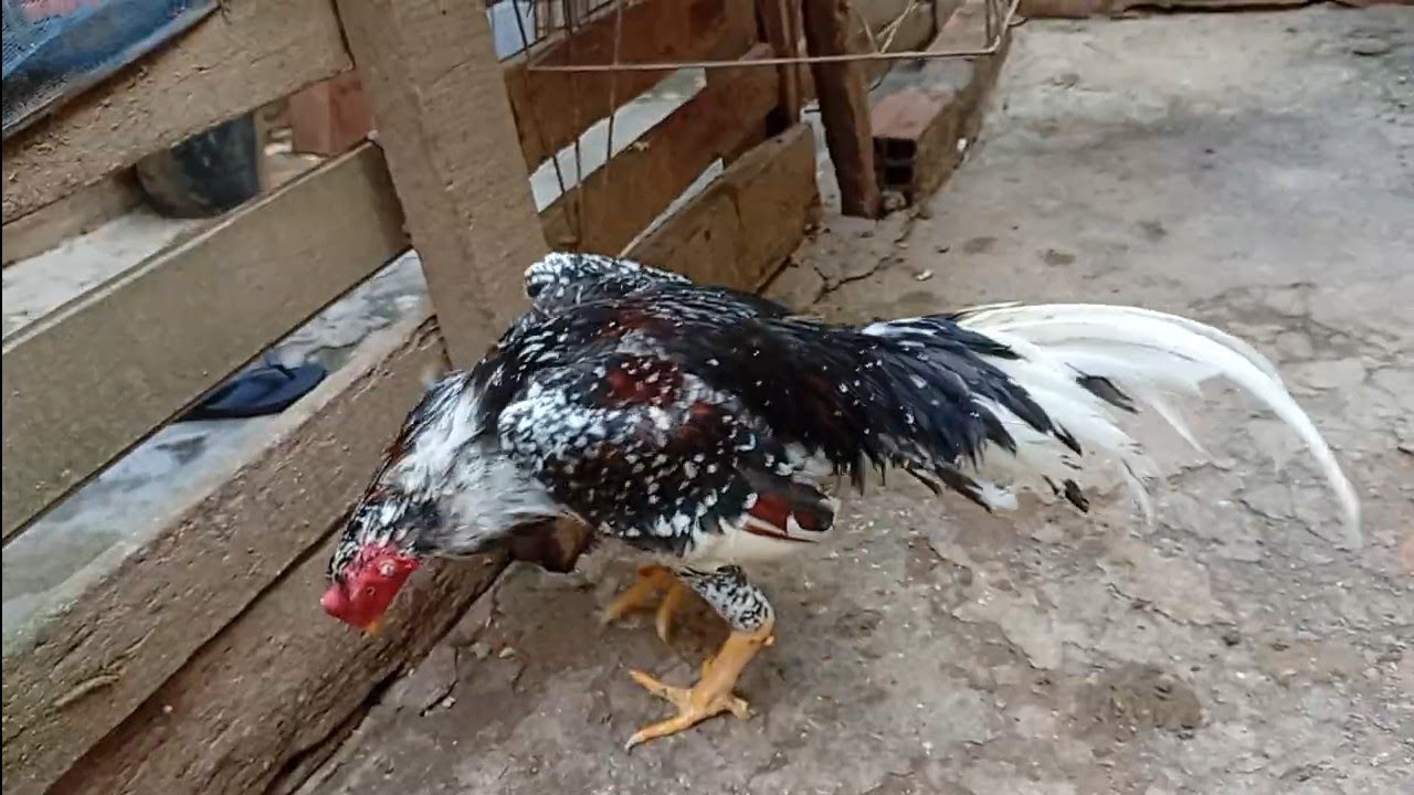 Qual galo é preferido ✍️👍🏻