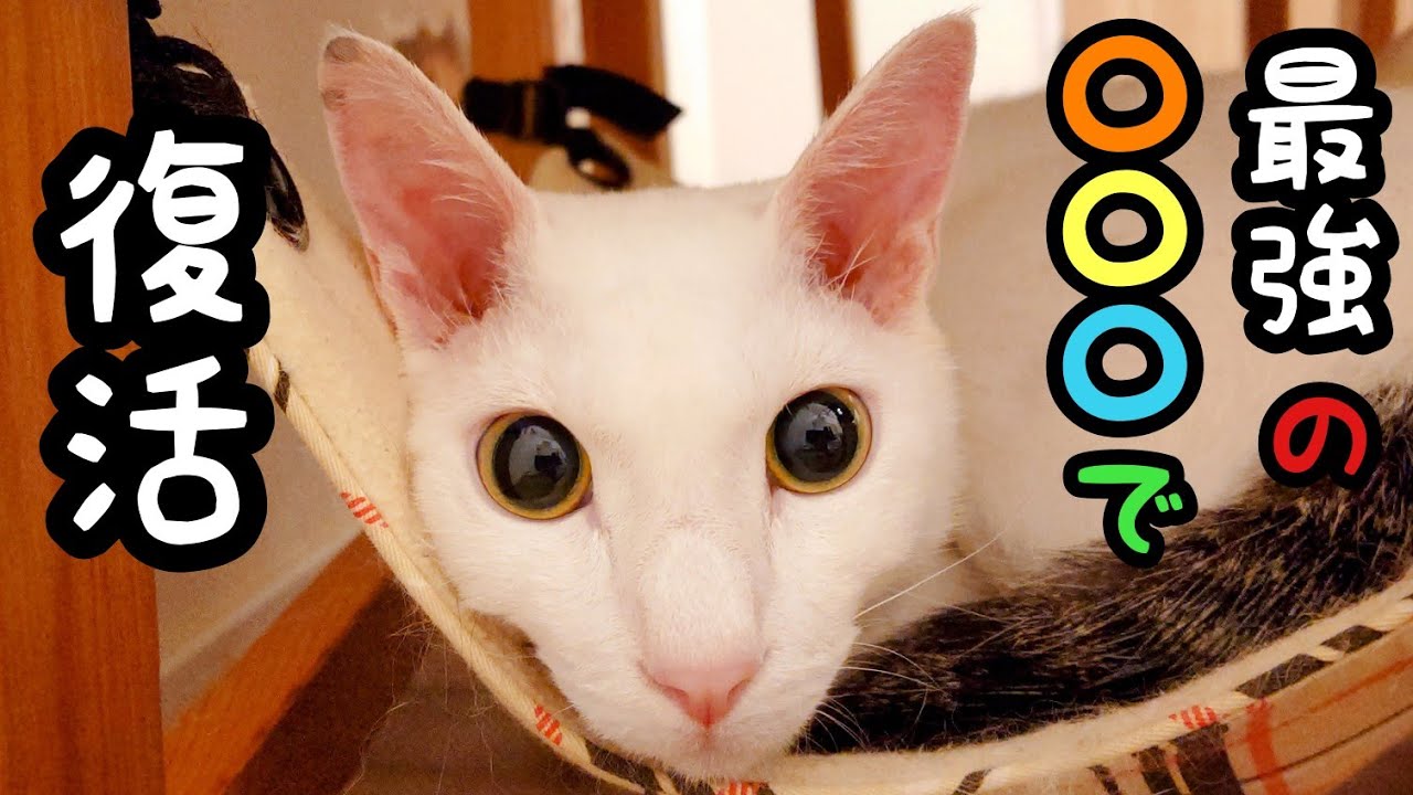 食べることが好きだった元保護猫 抗がん剤治療で食欲を失ったが おやつにがっつく 久しぶりの姿 に感動と応援の声 ねとらぼ