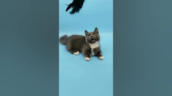 Watch the video about Charming blue and white munchkin kitten named Jackson — for breeding