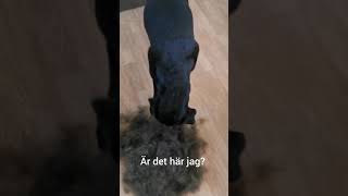 Underullsbehandling på labrador.