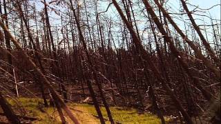 The Eternal - Harmony of Dissonance