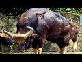 Las 8 Razas De toros Más Sorprendentes Del Mundo