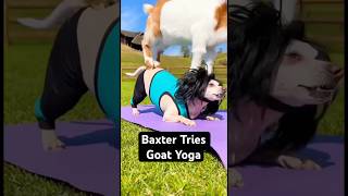 Baxter Tries Goat Yoga 😂 #viralshorts #funnydogs #cuteanimals #chihuahua
