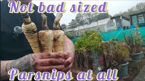 Parsnips, Carrots, Peppers OUT so  lets get this giant and xxl  garlic planted IN
