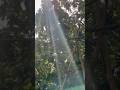 "Alpukat bertahan di cuaca ekstrim 🌧️️Semoga tetap sehat dan berbuah lebat#avocado #cuaca #hujan#fy