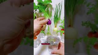 Aprende a cultivar tus alimentos 🍅🥬en tu propio huerto hidroponico en casa#hidroponia #jardin