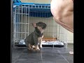 Crate Training a French Bulldog  Puppy 🐾