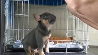 Crate Training a French Bulldog  Puppy