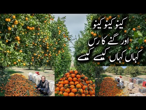 کینو کینو کینو/اور گنے کا رس کہاں کہاں کیسے کیسے