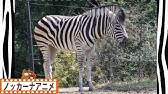 しまうま Zebra 発音 Sing And Speak Youtube しまうま Zebra 発音 Sing And Speak Youtube