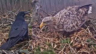 LDF Jūras ērglis (White tailed eagle) - Raven messes with the nest, Raimis tidies up 26.11.2019