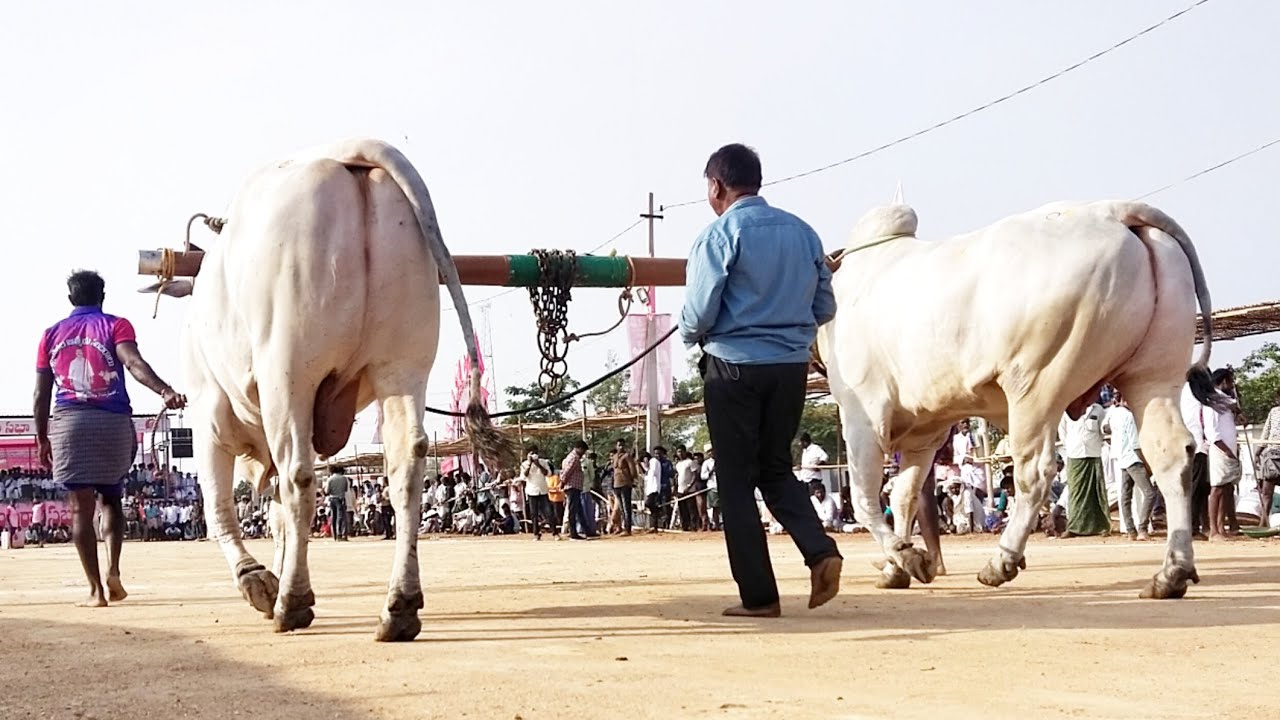 maldakal ongole seniors bulls race 7 Jatha-ongole bull race-telangana ...
