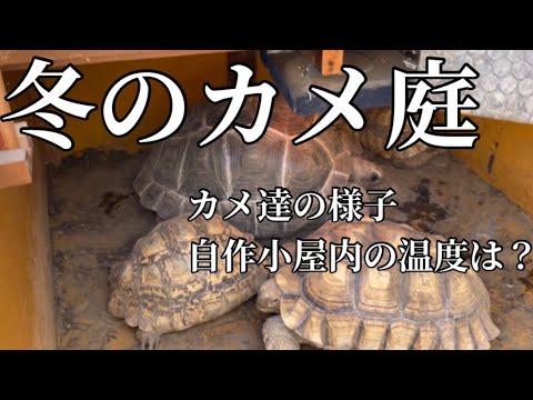 通年屋外飼育 冬はどんな様子 自作の小屋も詳しく解説 ゾウガメとリクガメの家 22年1月 Youtube