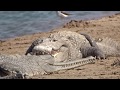 Crocodiles and gharials chambal river