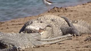 Crocodiles and gharials chambal river
