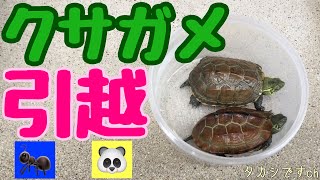 【クサガメ】引越するね！ プラケースからプラ舟へ の巻