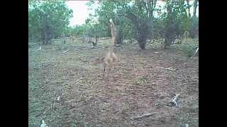 Young Impala Antelope high speed training