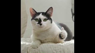 Roliga Djur - Roliga Djur För Barn 2