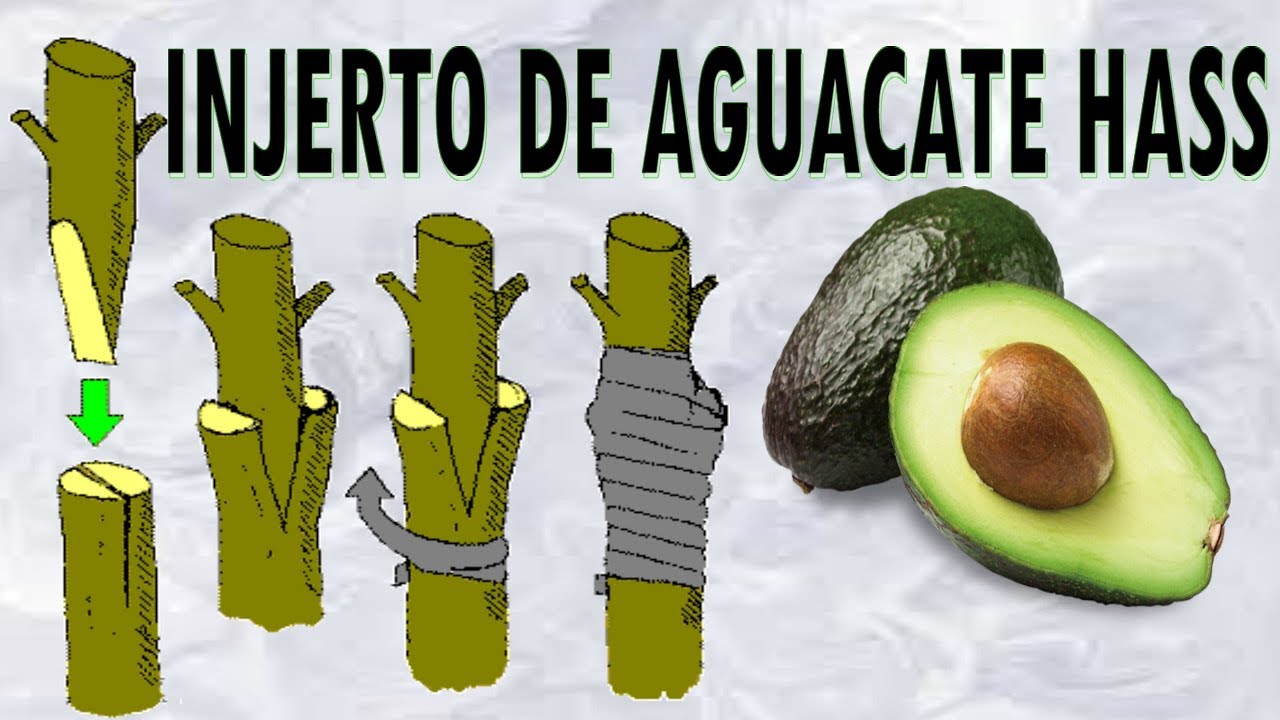 Corchete cayó híbrido Injerto de Aguacate Hass | ¿Cómo reproducir aguacate hass? - YouTube