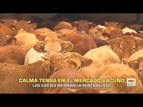 The Field | Tense Calm in the Beef Market | 10/26/23