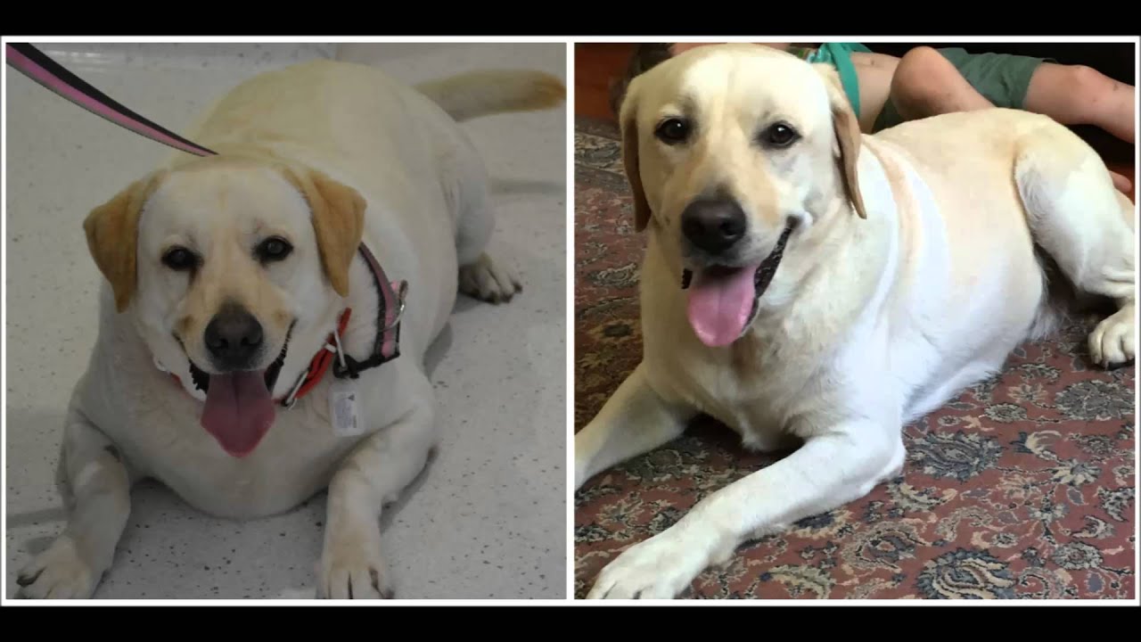 Dog Weight Loss Transformation Video Short Version YouTube