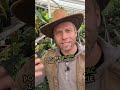CO ROBISZ KIEDY POJAWIĄ SIĘ SZKODNIKI NA ROŚLINACH?😱🌿