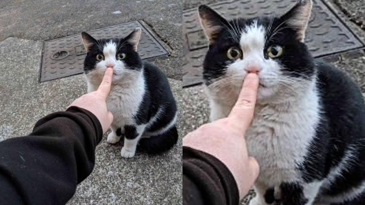 Кошки просто делают то, что у них получается лучше всего 🤣 Смешные видео с кошками 2025 🐱 Часть 113