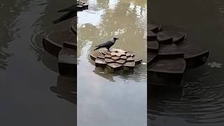 Download Lagu Thirsty crow π¦ββ¬π¦ββ¬ #funny #music #funwithfateh #ytshort MP3 Download Lagu Thirsty crow π¦ββ¬π¦ββ¬ #funny #music #funwithfateh #ytshort MP3