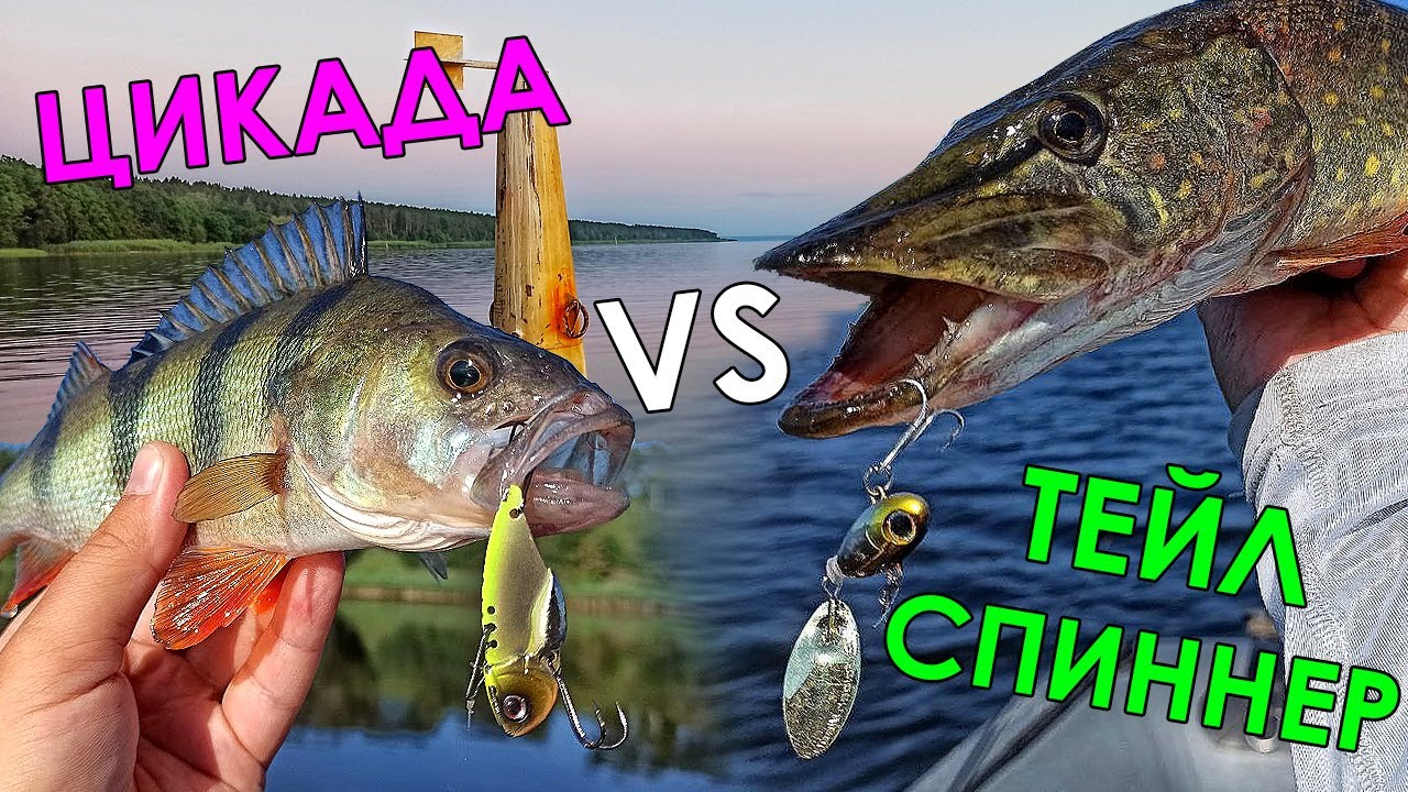 ТЕЙЛ СПИННЕР VS ЦИКАДА - МОДА или НЕОБХОДИМОСТЬ? Рыбалка на спиннинг ...