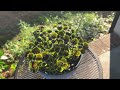 Chatty Spring Garden Tour 2026 | Zone 8a | Part 1