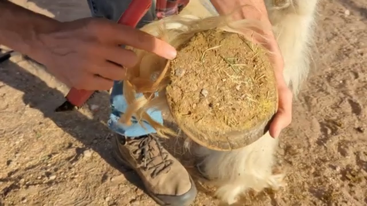Hoof picking horse with laminitis! YouTube