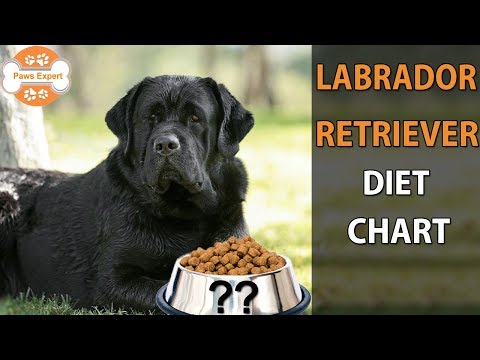 Labrador Retriever Diet Chart