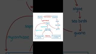 Phosphorus Cycle