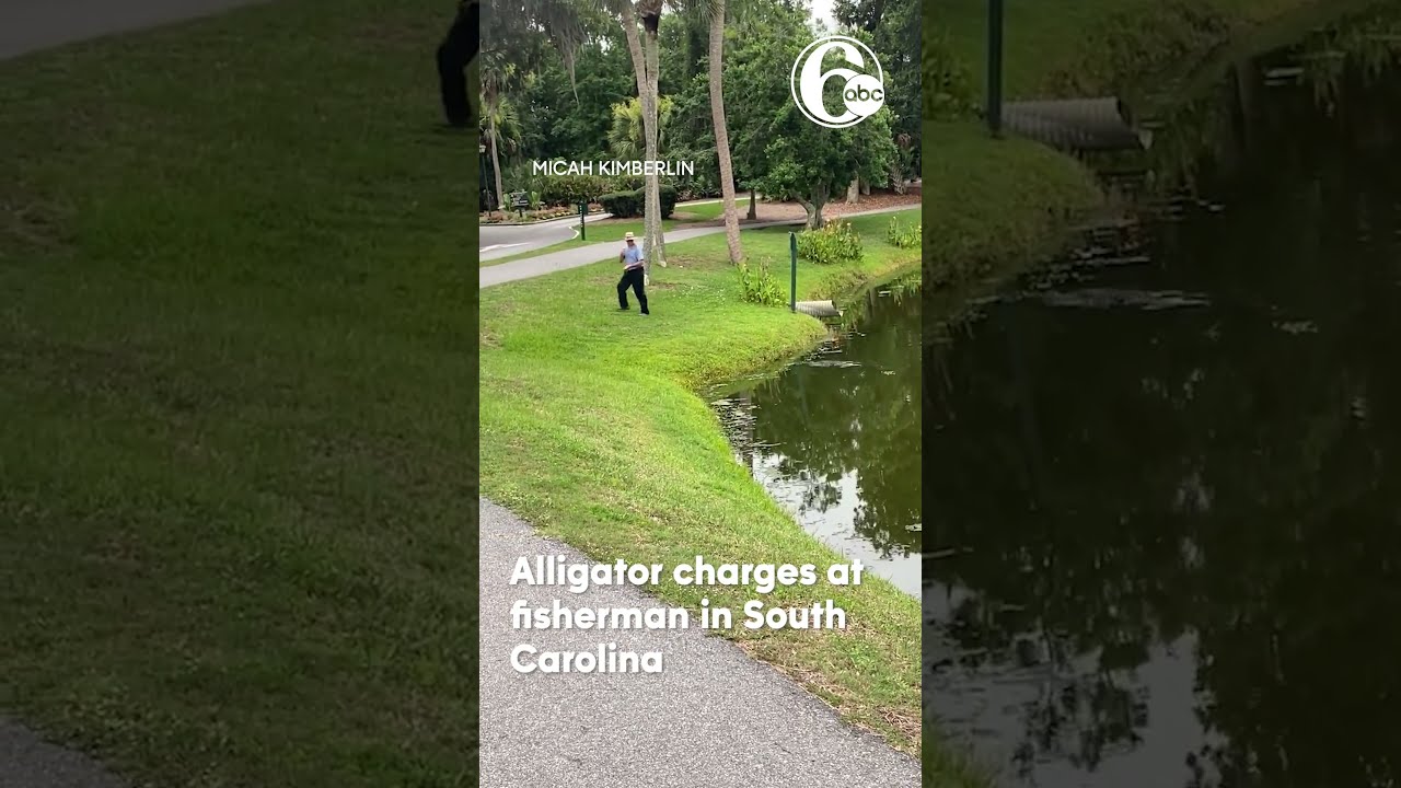 Caught On Camera Alligator Charges At Fisherman