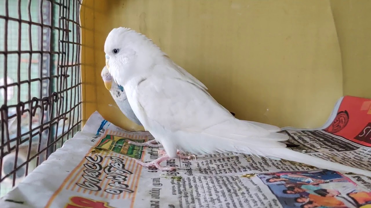 Show cross love birds for sale YouTube