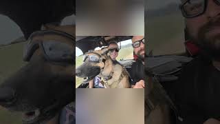 How To Safely Take Your Dog Riding In The Sxs .
