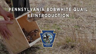 Pennsylvania Bobwhite Quail Reintroduction