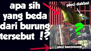 THE DIFFERENCES OF PLECI Banyuwangi and Pleci Dakbal | pleman version of the project