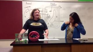 1D: Plant vs Animal Cells