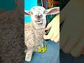 عملية نقل دم من خروف إلى إنسان
