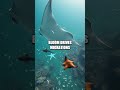 The Coral Crown A Quiet Ocean Opera