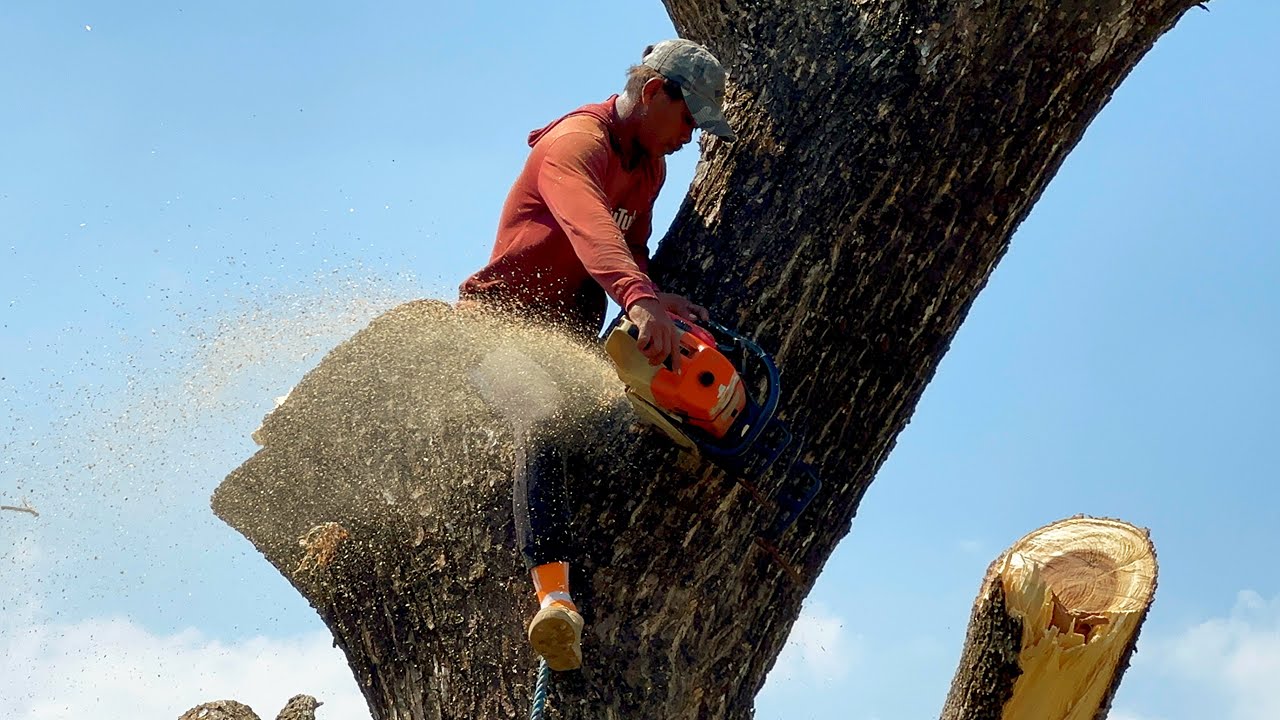 Don't fall into it... Cut down 2 trembesi trees on the edge of the ...