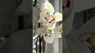 Why orchids are best houseplants #orchids #flowers