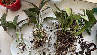 видео: Делю огромный куст Cattleya schilleriana картинка: Делю огромный куст Cattleya schilleriana