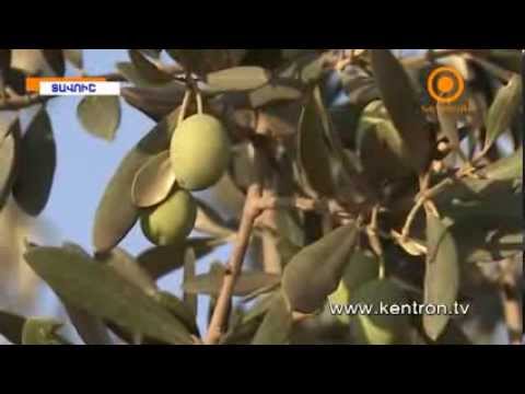 Video: Վերահսկում Արքայախնձորի մոլախոտերին - Իմացեք, թե ինչպես սպանել արքայախնձորի մոլախոտերի բույսերը