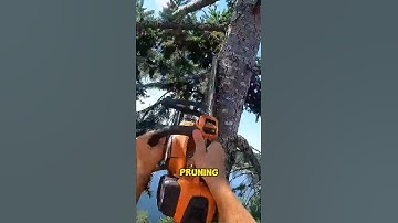 Perfect Tree Pruning Machine